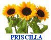 prisci