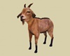 Ralphie the Farm Goat