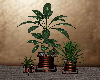 Set of 3 Plants