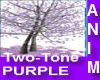 Two-Tone Lavender Purple