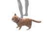 gatoticcolindo