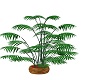 Potted Plam Tree