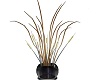 Black Reeds Plant