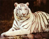 white tiger sitting