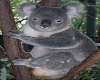 Koala Dress