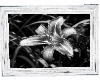 Silver Lilly Picture