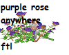 purple rose anywhere