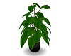 plant 1