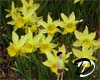 Daffodils background