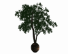 CP TRANQUIL POTTED TREE