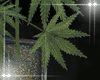 Plant Pot