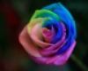 Rainbow Rose