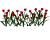 Red Outdoor Tulips