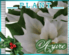 *A* White Poinsettia