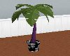 [MZ] Purple Trunk Palm