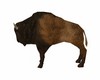 AO~Native Buffalo~