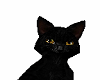 black pet cat
