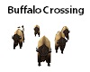 ♥AAS♥ Buffalo