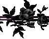 *Chee: Black roses