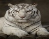 white tiger apt