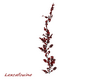 LXF Flower vine red
