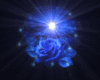 Supernova Rose