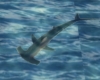 C2u 2-D Hammerhead Shark