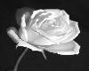 black white rose