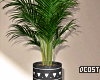 Palm Tree Plant