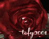 T- The Scarlet Rose