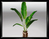 Plant Banana