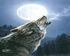 wolf pic 2