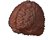 Real Brain