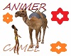camel /animer./ dubai