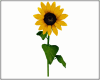df :sunflower