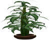 Asian Bamboo Plant
