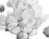 white flowers