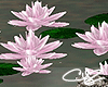 !CYZ Pink Water Lilies