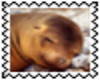 CUTE SEALION STAMP