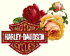 Harley n Roses