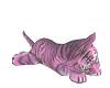pink baby tiger