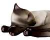 Sleeping Siamese Cat