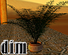arabic plant