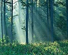 [Aka] Enchanted g/Forest