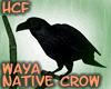 HCF Native Waya Crow Bla