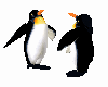 PINGUINI
