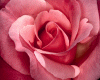 Pink Roses 2 Sided BG