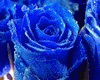 Blue heart~Rose