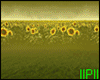 IIPII Ambient Spring Sun