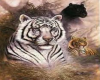 HW: Tigers and